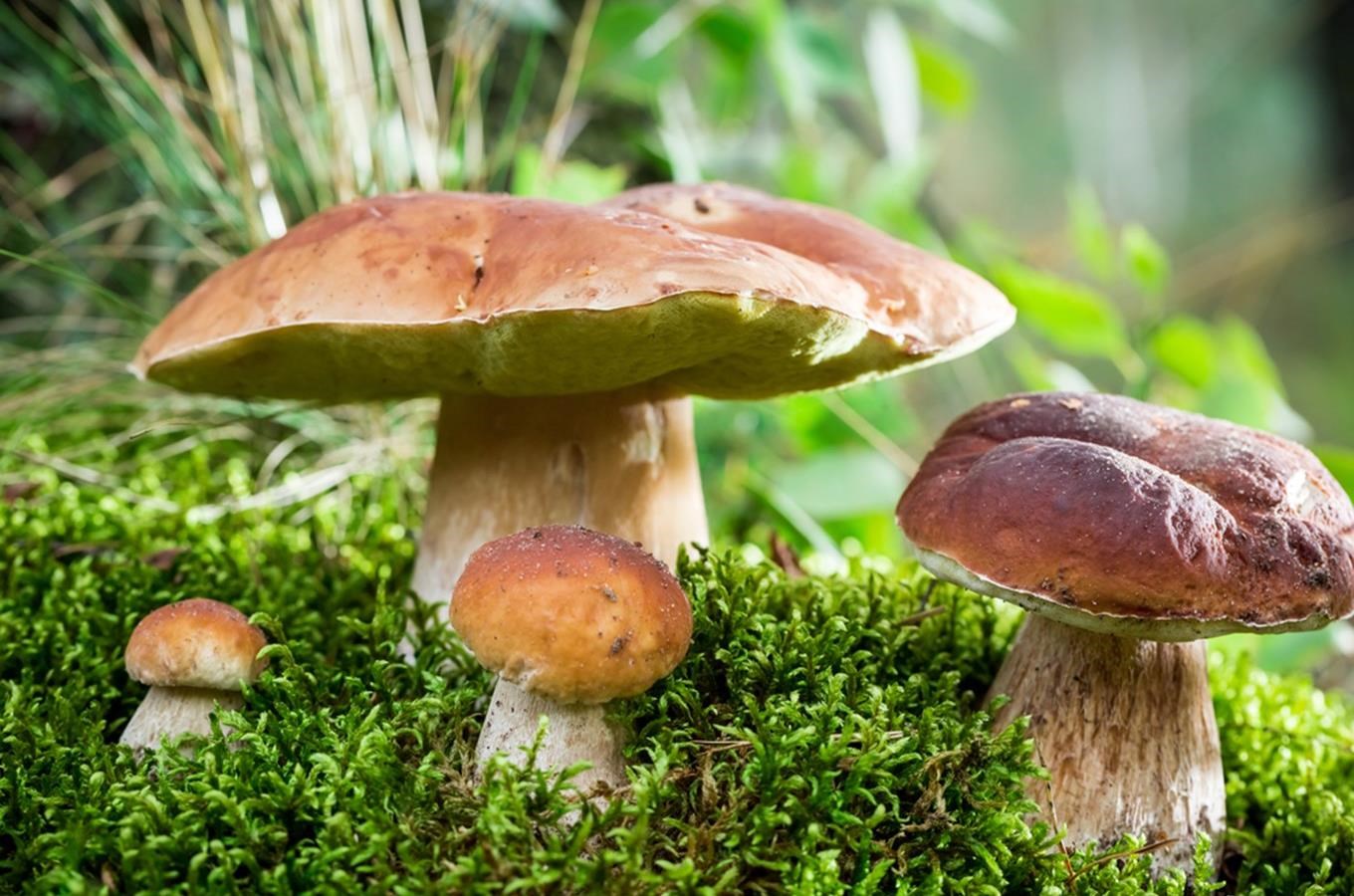 Mykologická poradna v Praze se schránkou na houby