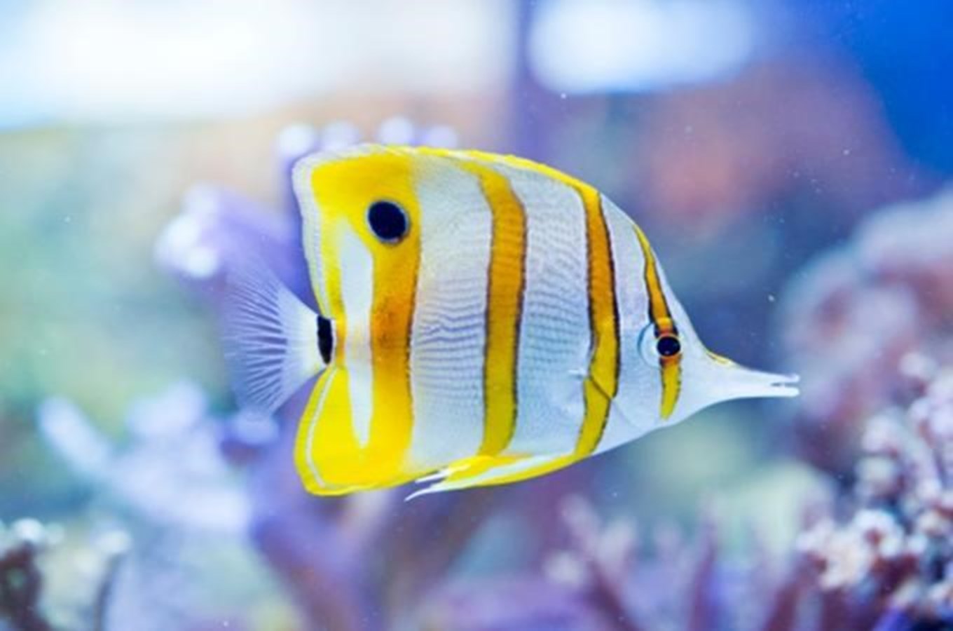 10 tipů na výlet do akvaria