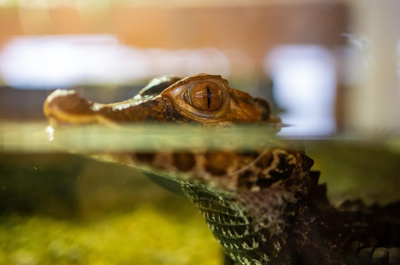 Krokodýlí zoo v Holešovicích
