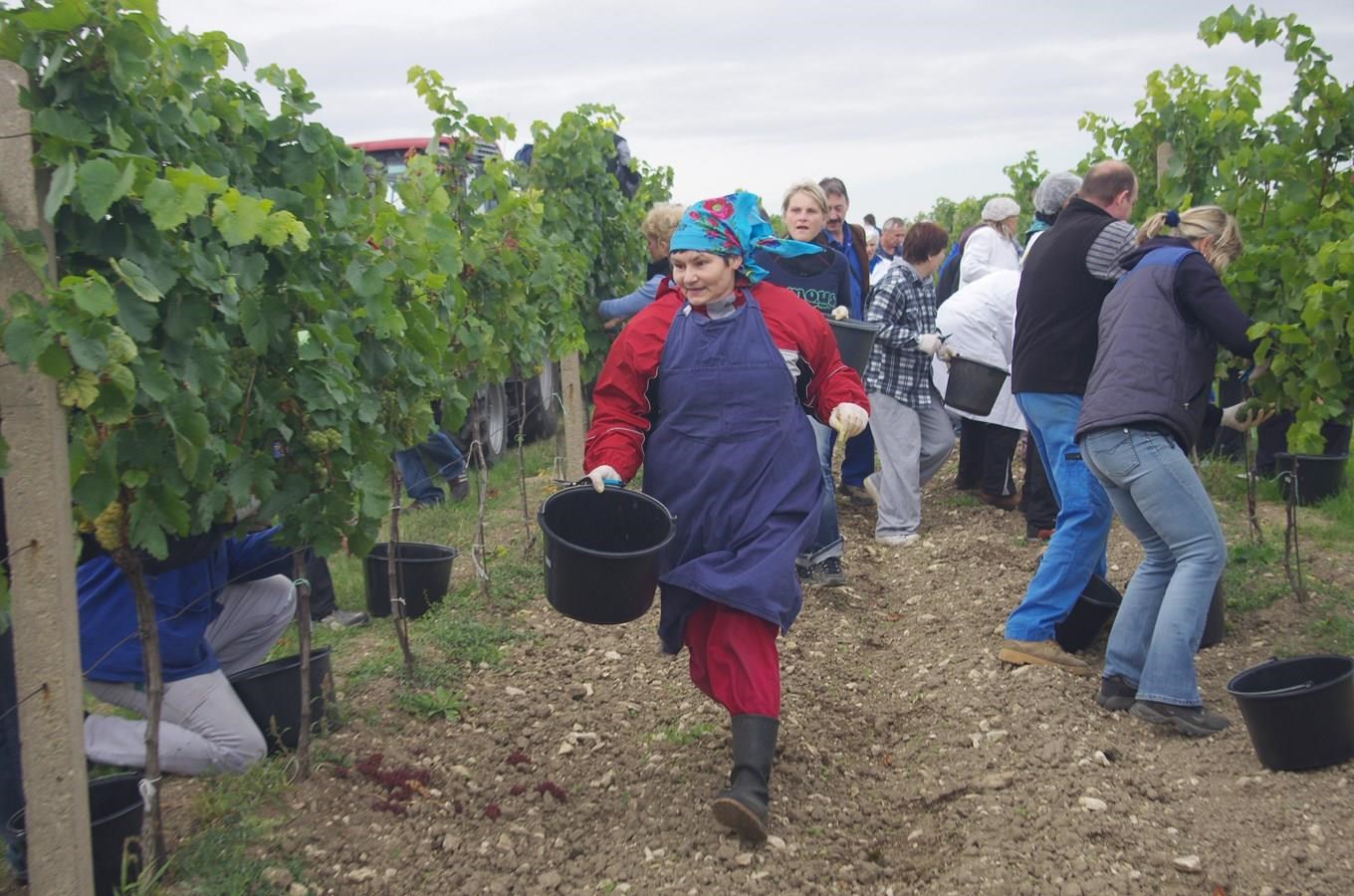 Retro vinobraní a Mistrovství ve sběru hroznů ve Valticích 2021