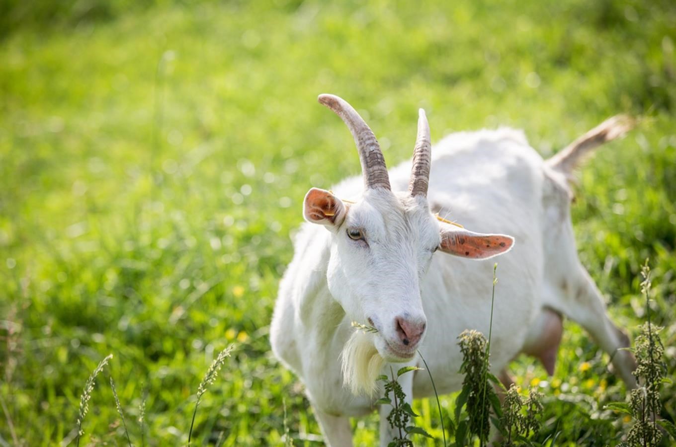 Kudy z nudy - Zážitky na kozí farmě Rozinka v Čelechovicích na Hané
