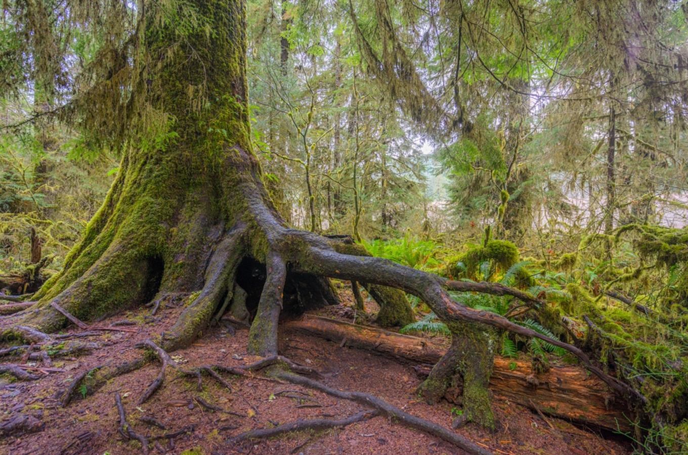Boubínský prales – největší původní les ve střední Evropě