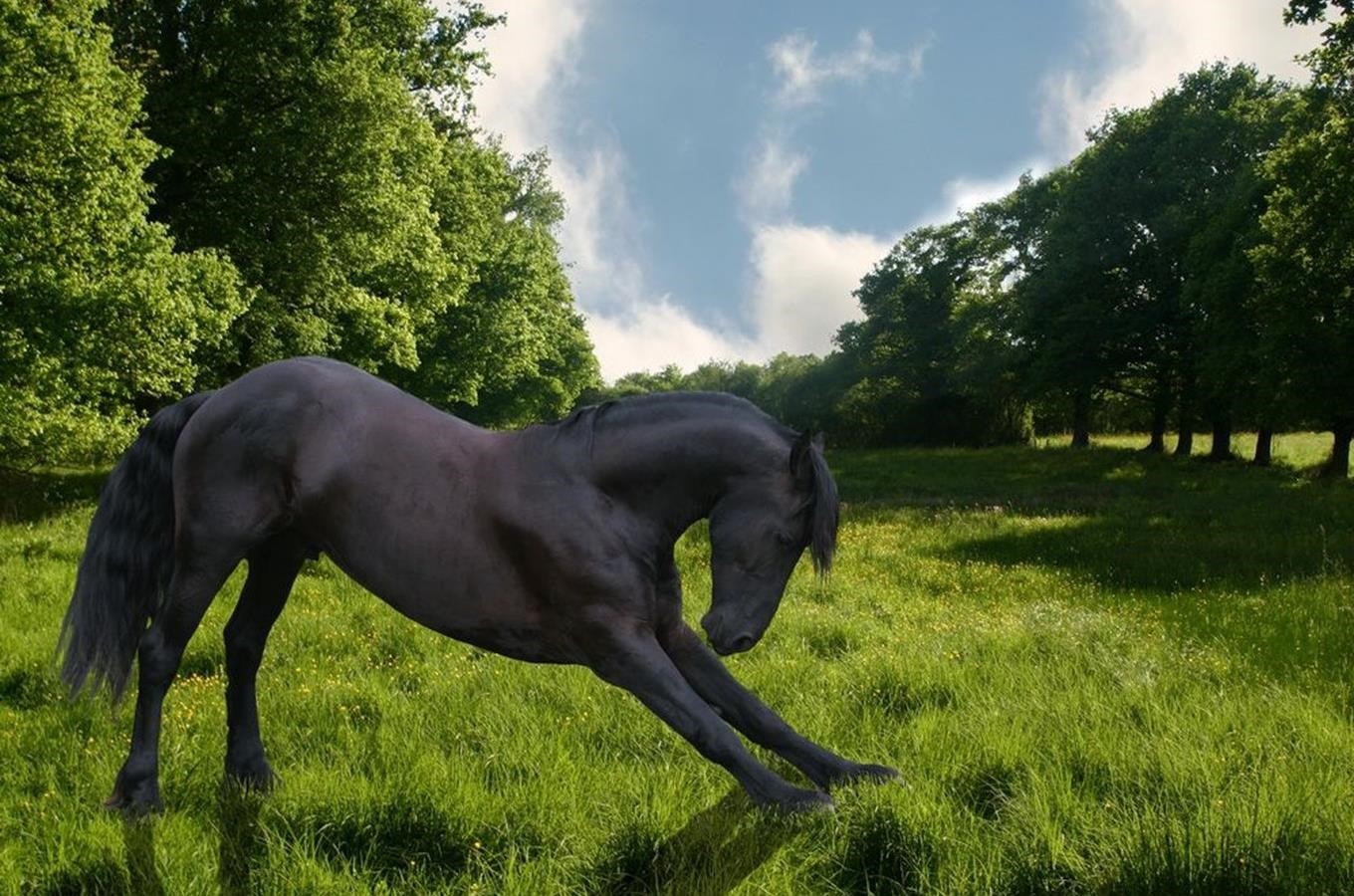 Hřebčín Fríských koní v Pecínově - nejstarší hřebčín Fríských koní v České republice