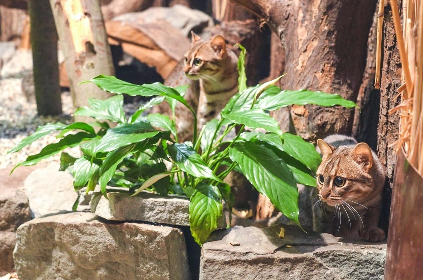 Zoo Ostrava chová nový pár nejmenších koček světa