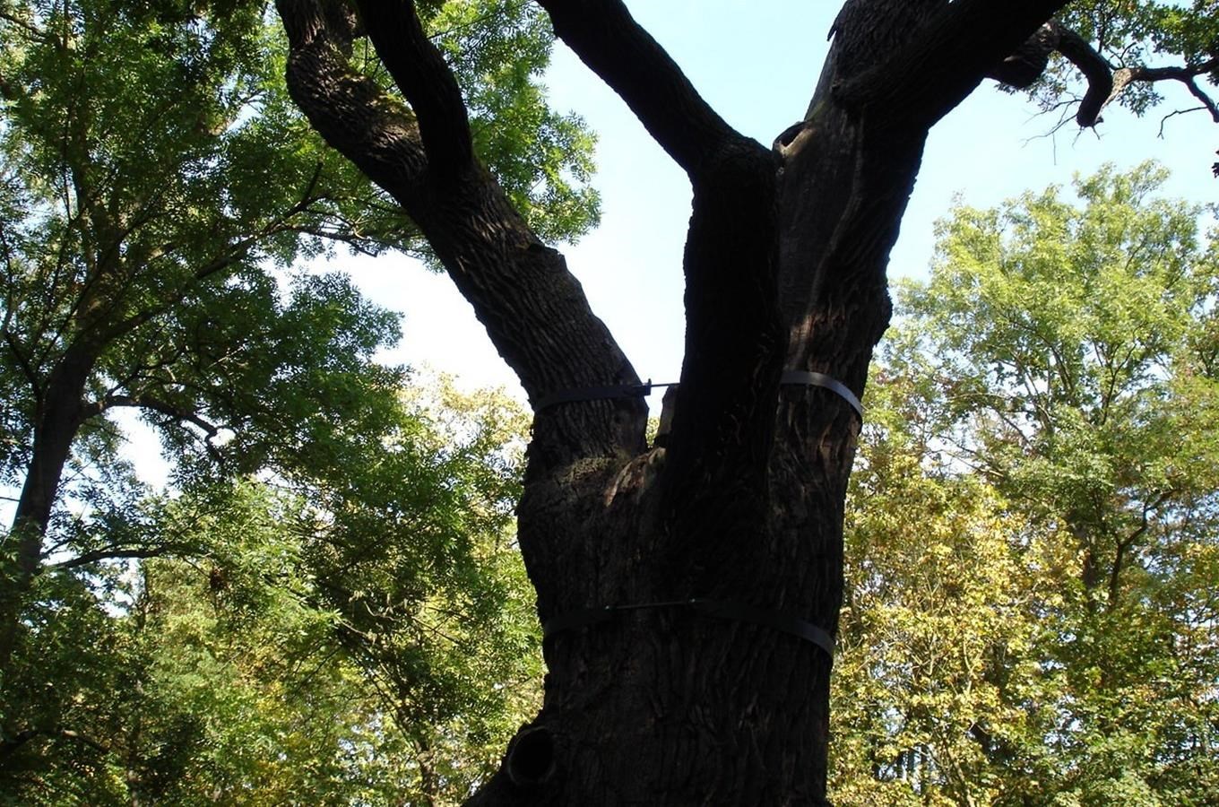 Oldřichův dub v Peruci 