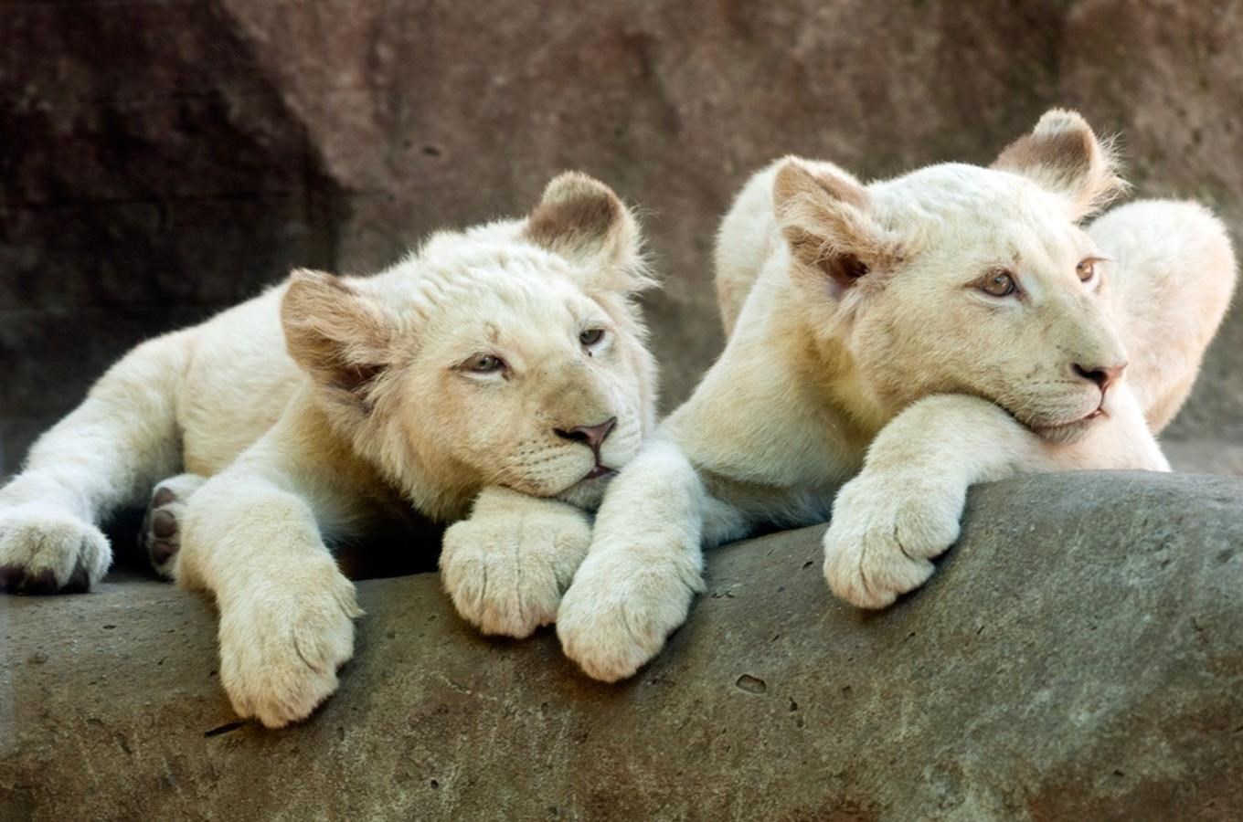 Bílým lvíčatům v Zoo Hodonín jsou už čtyři měsíce 