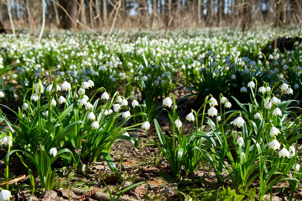Kudy z nudy - Přírodní rezervace Pístecký les u Budyně nad Ohří