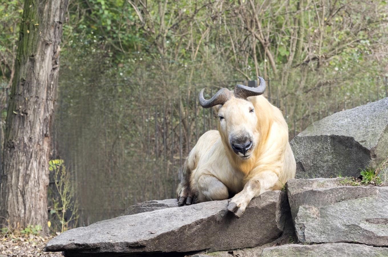 Zoo Plzen chová takiny, přijďte se na ně podívat!
