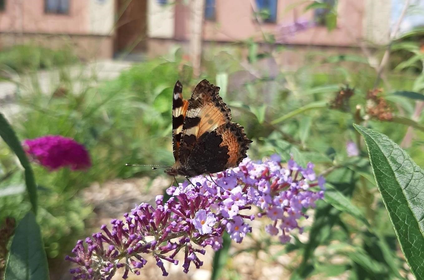 Motýlí zahrada na place v Hodslavicích