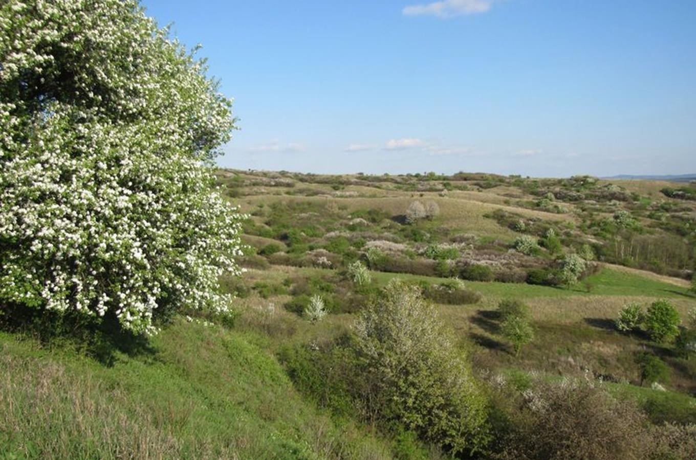 Národní přírodní rezervace Větrníky u Letonic