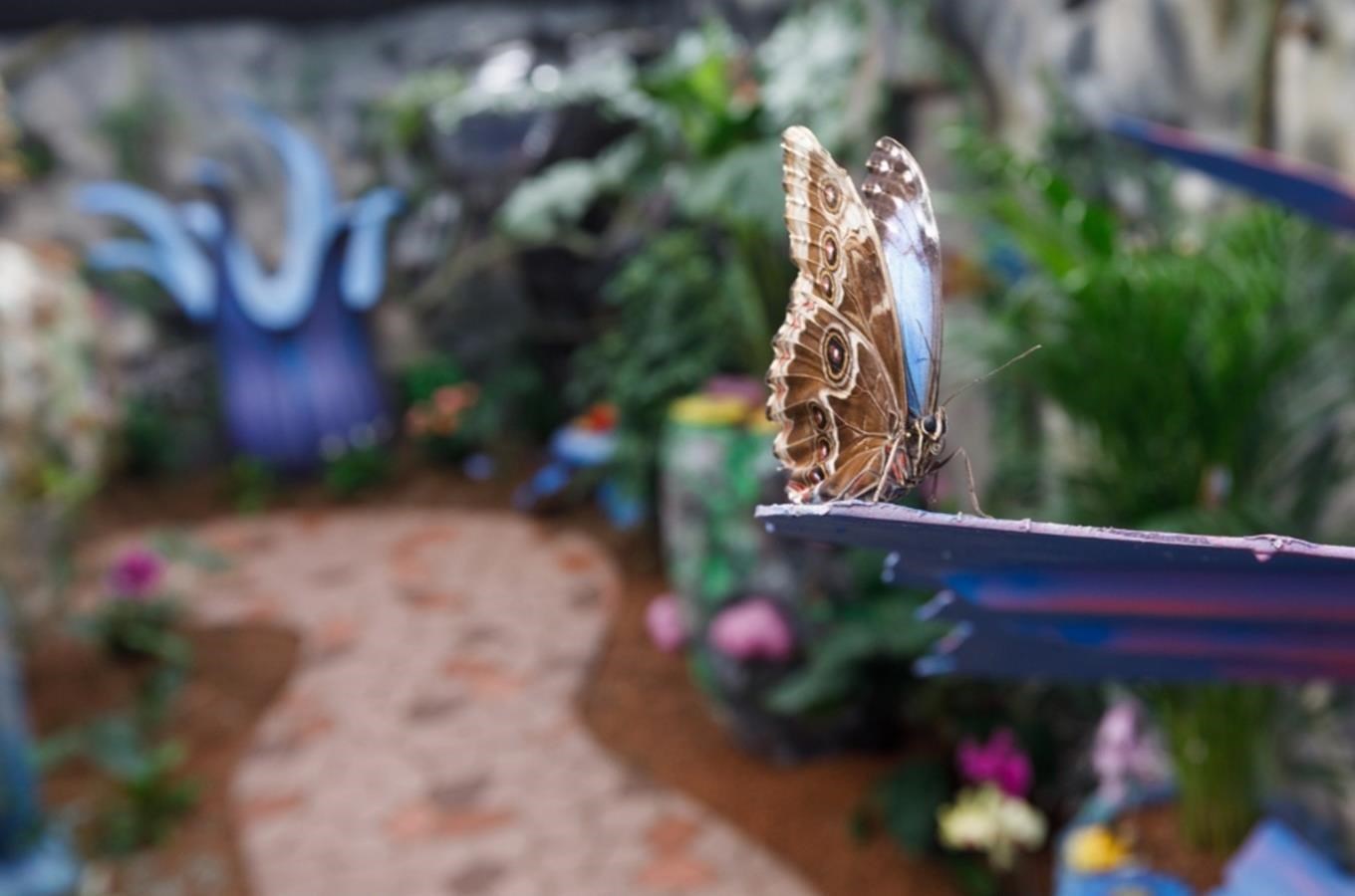 Papilonia Lipno – svět motýlů v Lipně nad Vltavou