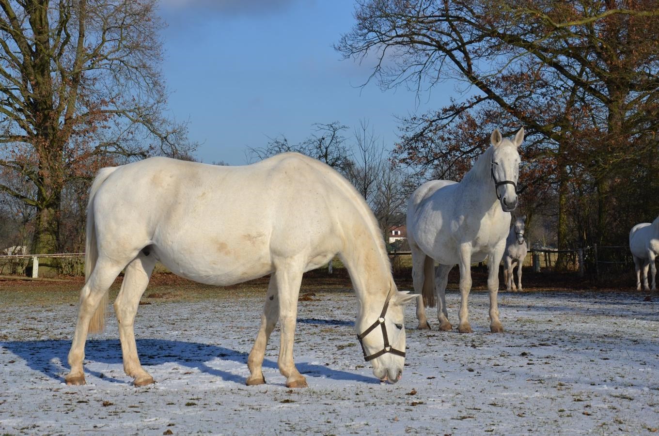 Zimní království starokladrubských koní