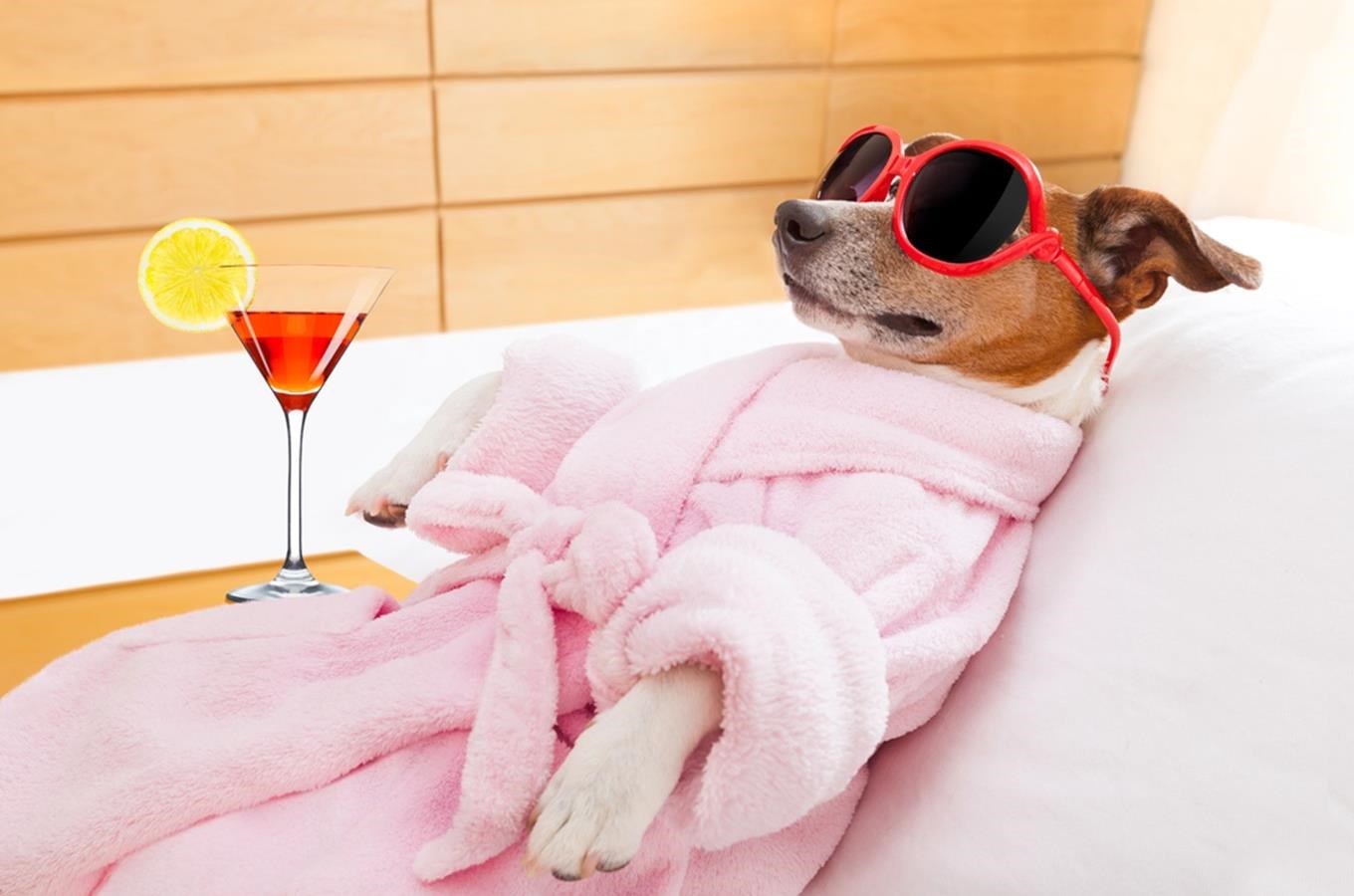 Relaxujte společně s vaším chlupatým kamarádem: 20 tipů na wellness hotely, kam můžete se psem