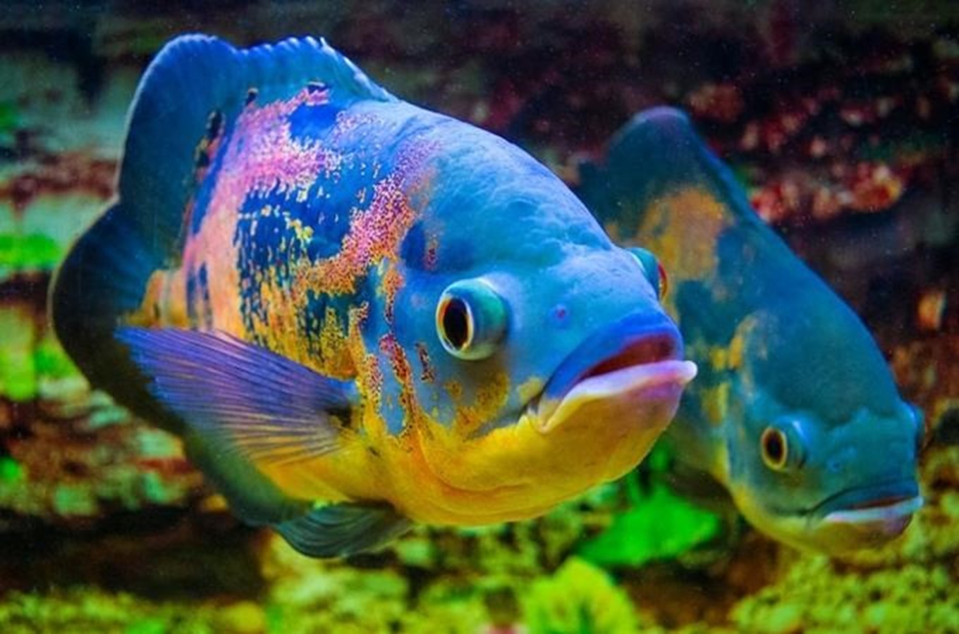 Ponořte se na dno mořské: tipy na výlety za exotickými rybami