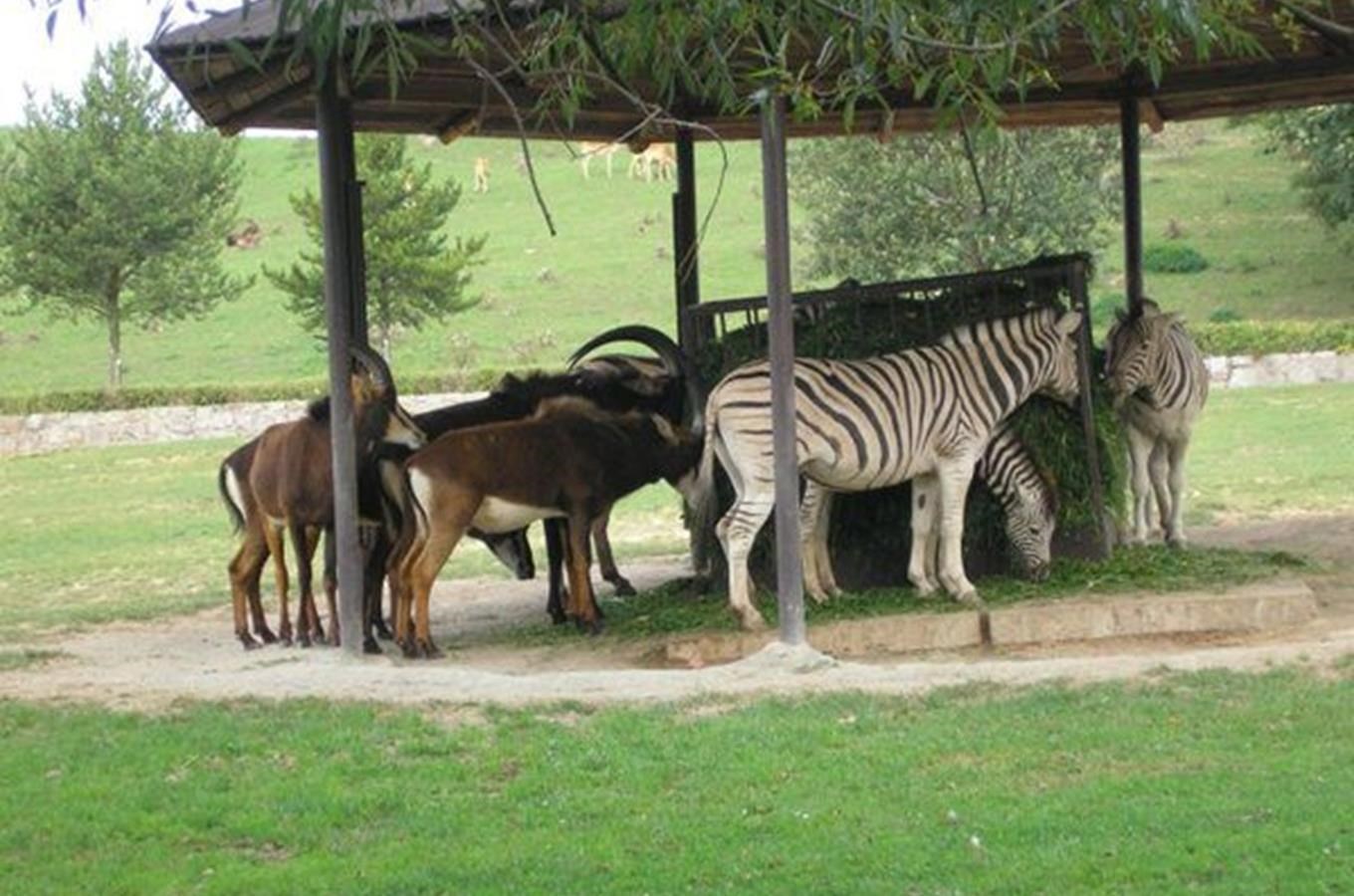 Prav africk Safari v esku