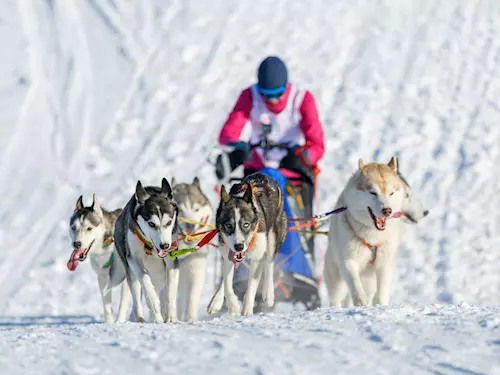 Orlické hory opět ovládne extrémní závod psích spřežení Šediváčkův long