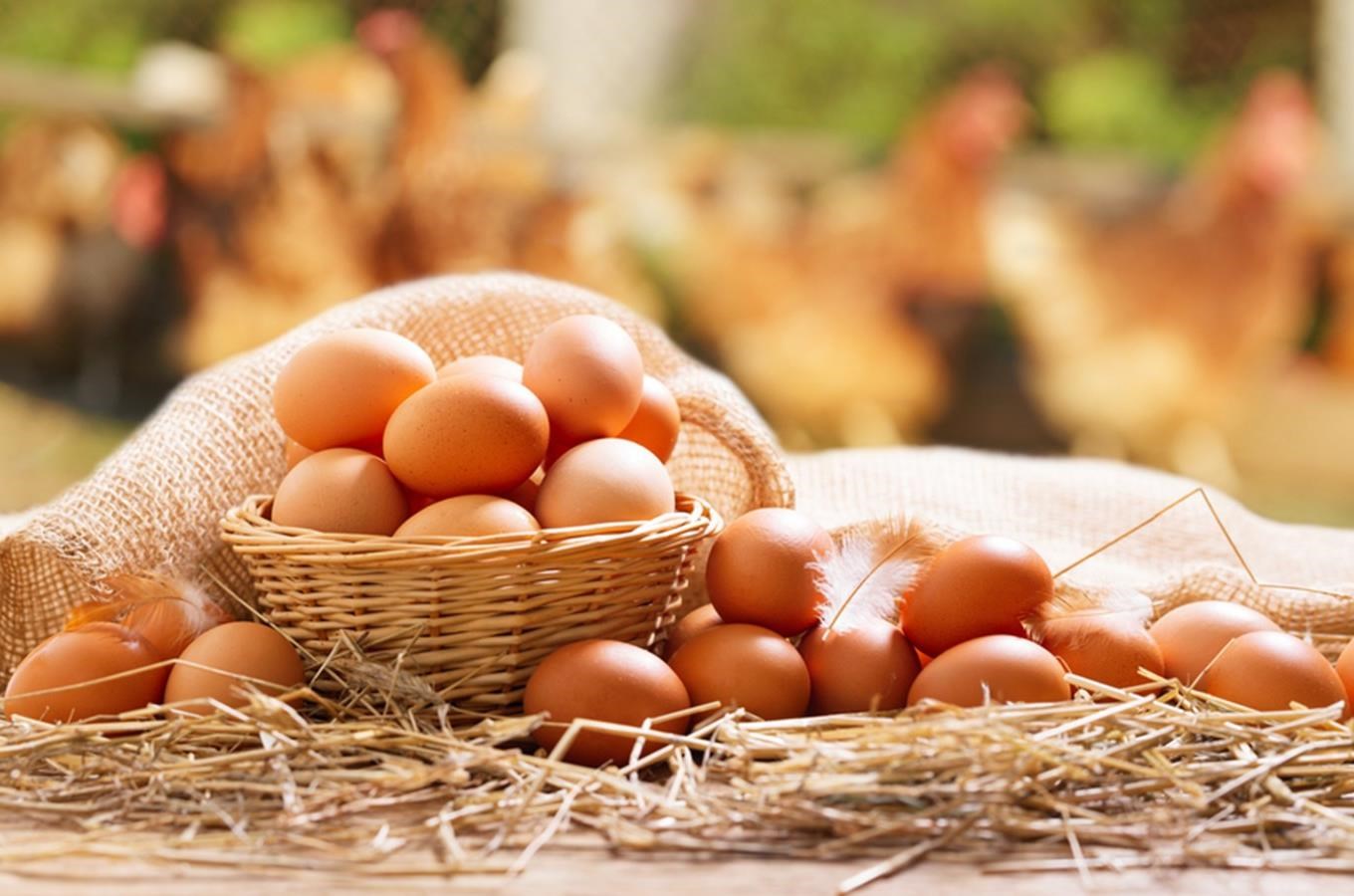 Rodinná farma Václav Matoušek – vejce z podestýlky