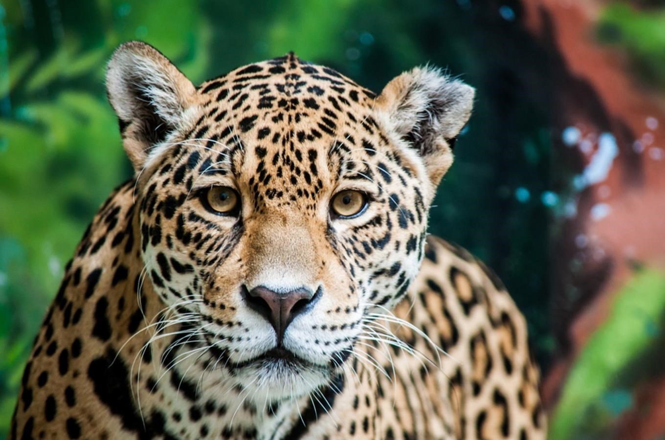Zoo Zlín otevírá Jaguar Trek!