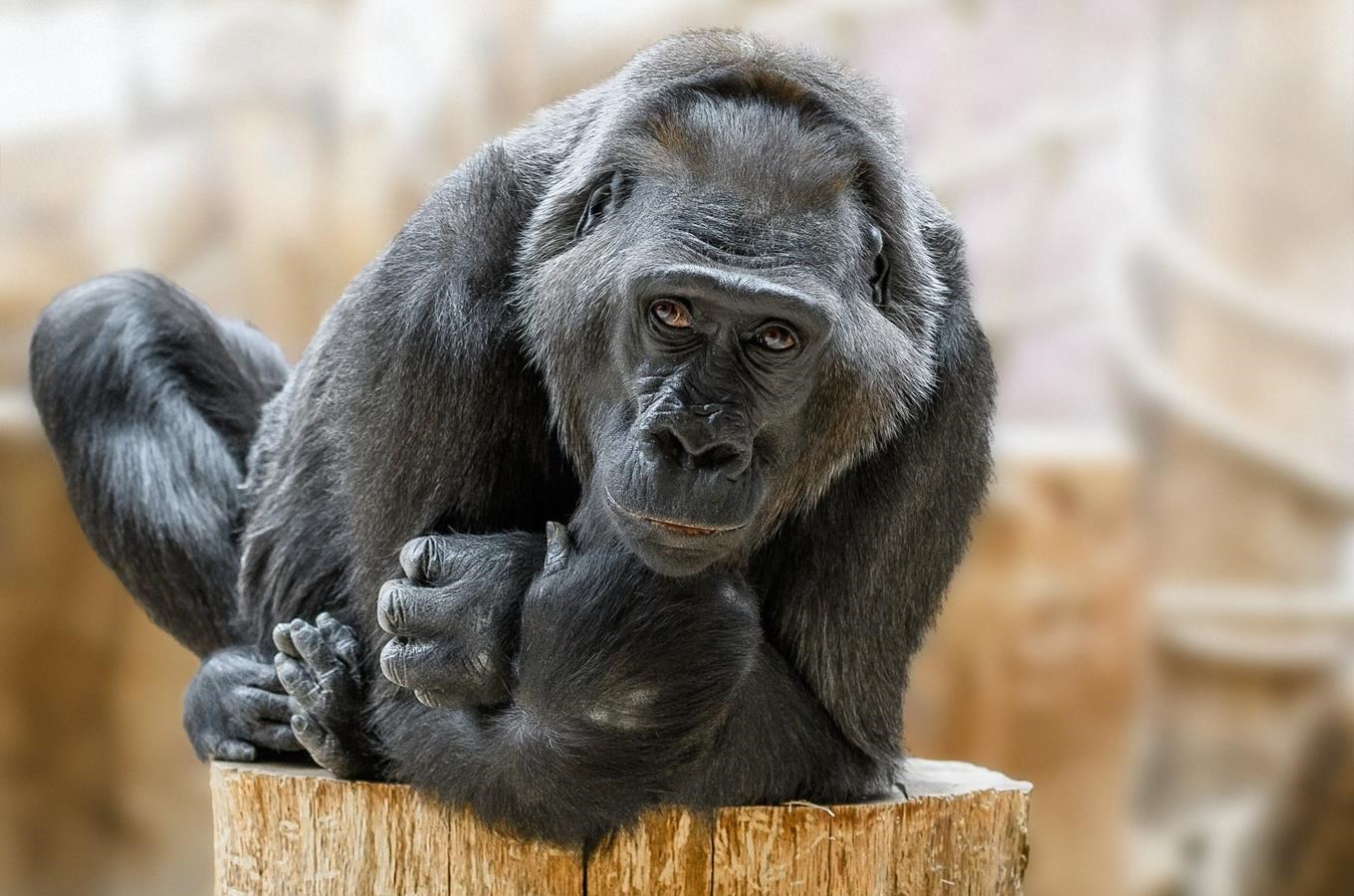 Den u goril v pražské zoo – Kamba slaví 50. narozeniny