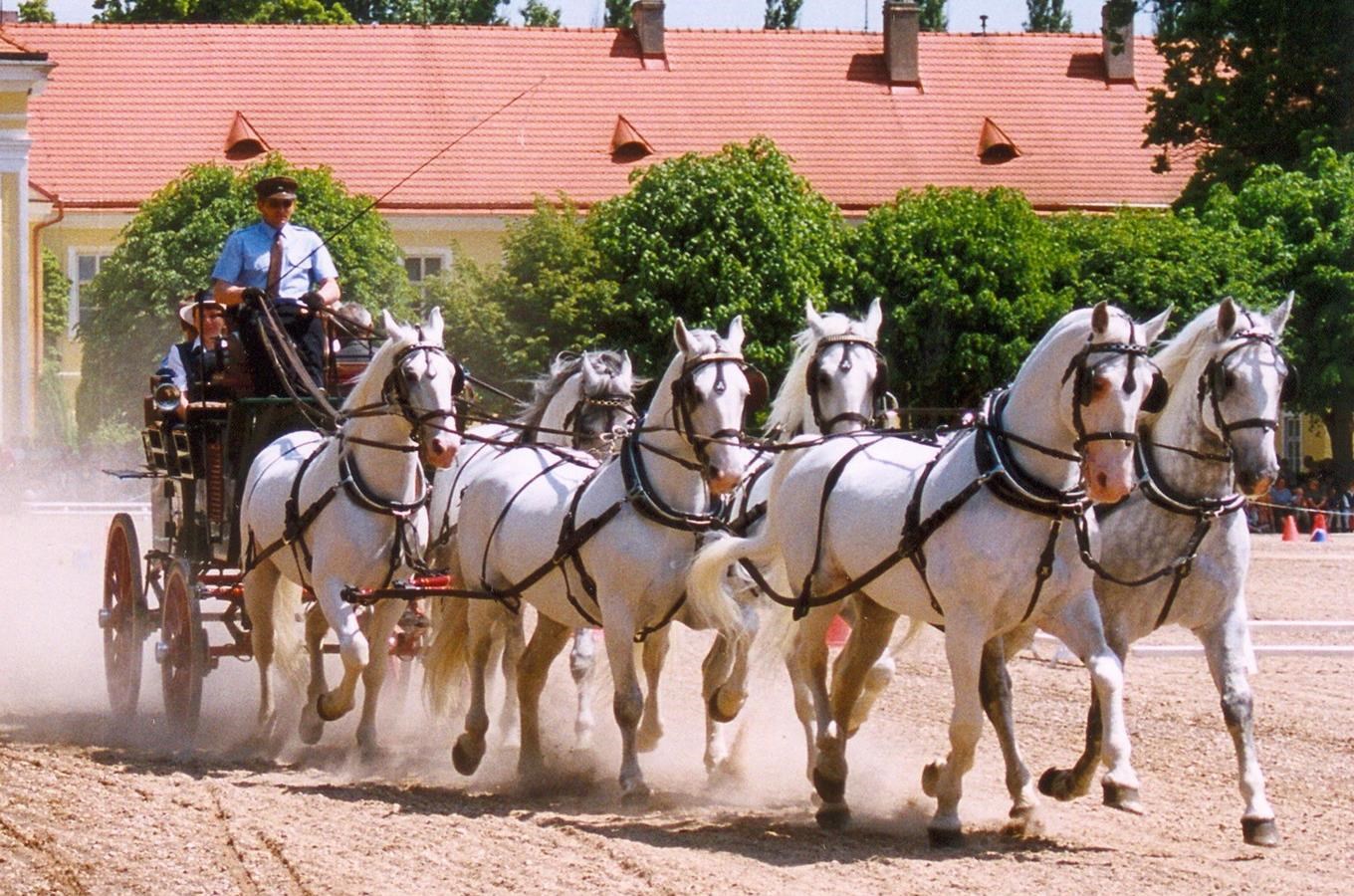 Starokladrubský kůň – nejstarší původní české plemeno koní  