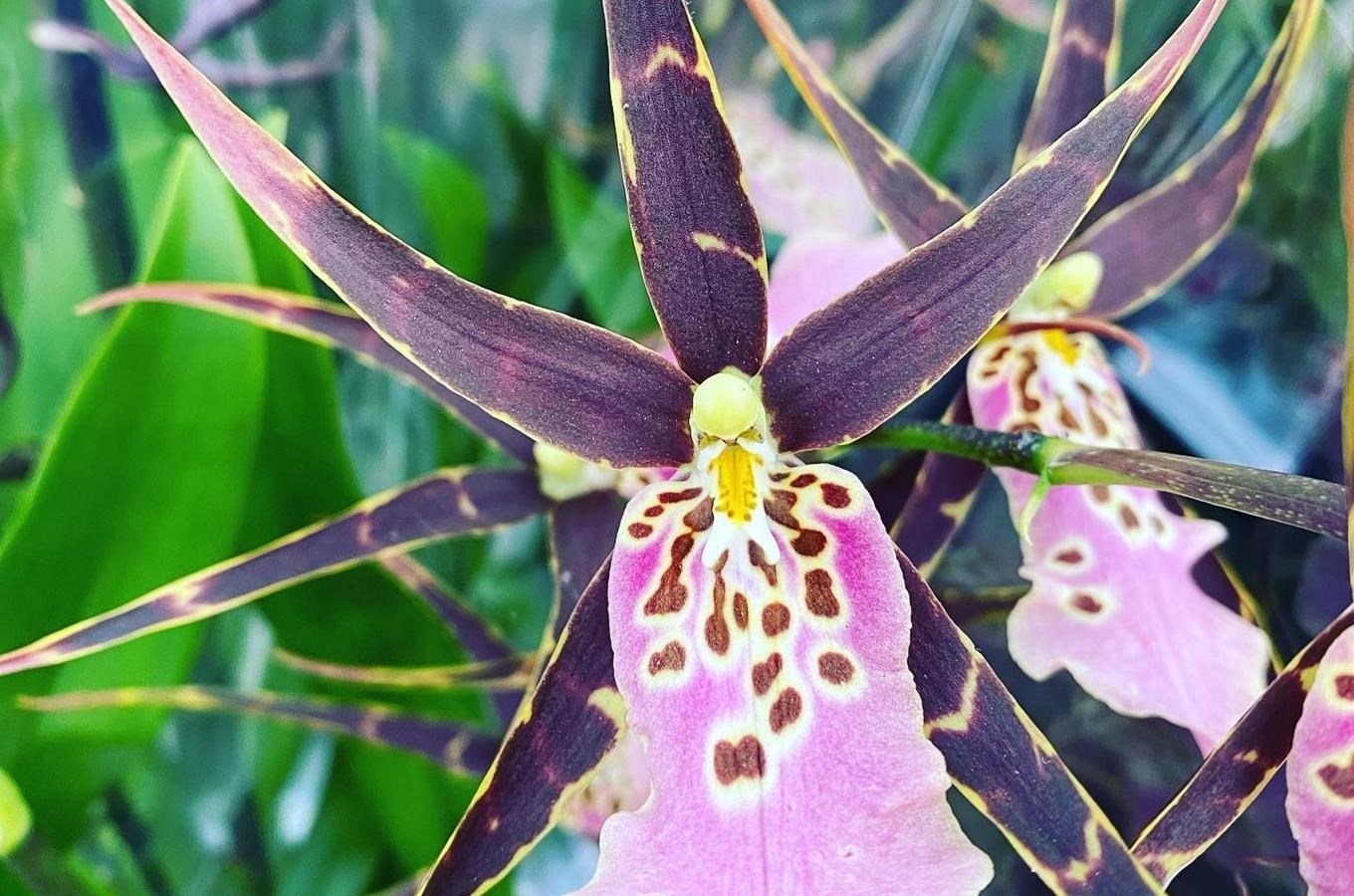 Dny kouzelných orchidejí – prodejní výstava