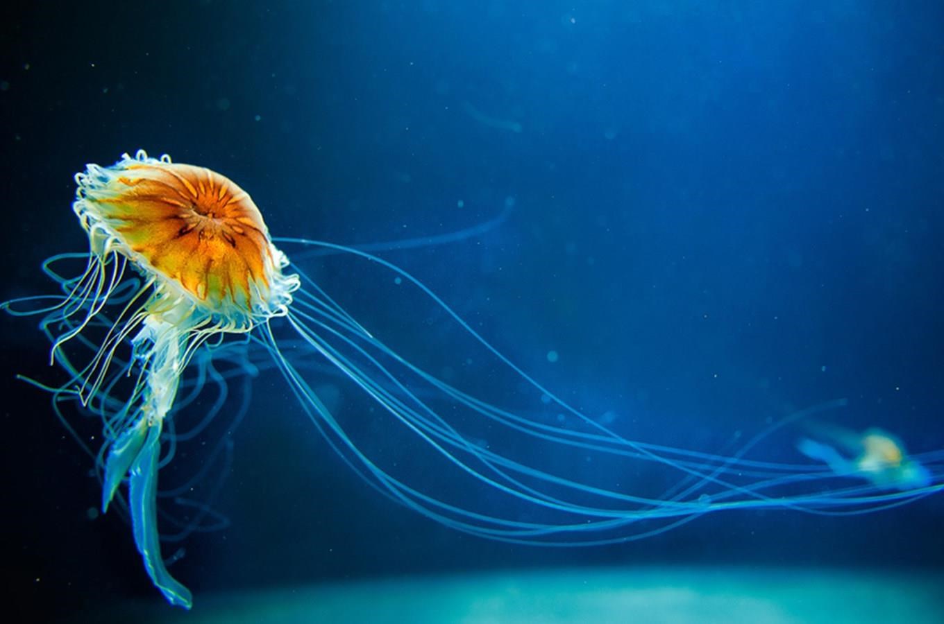 Kudy z nudy - Svět Medúz Arkády Pankrác - největší medúzárium v Evropě