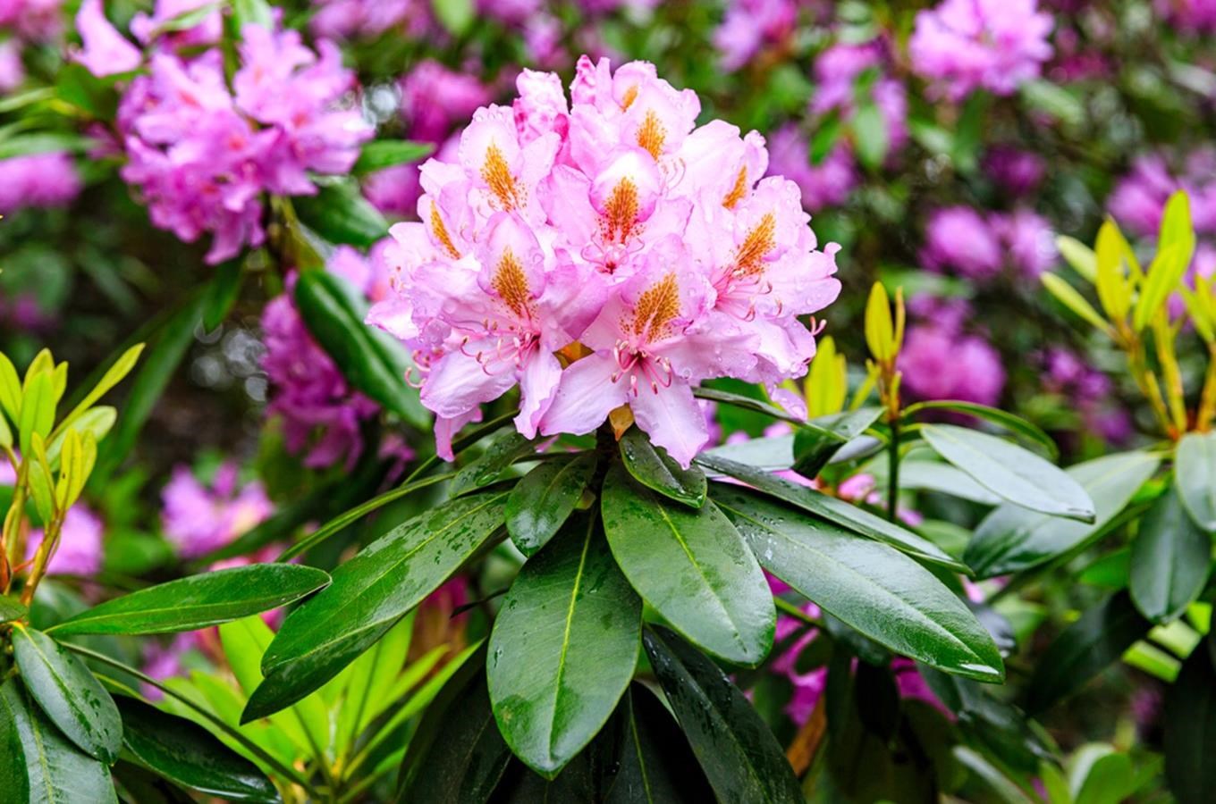 20 tipů, kde se potěšit rozkvetlými rododendrony