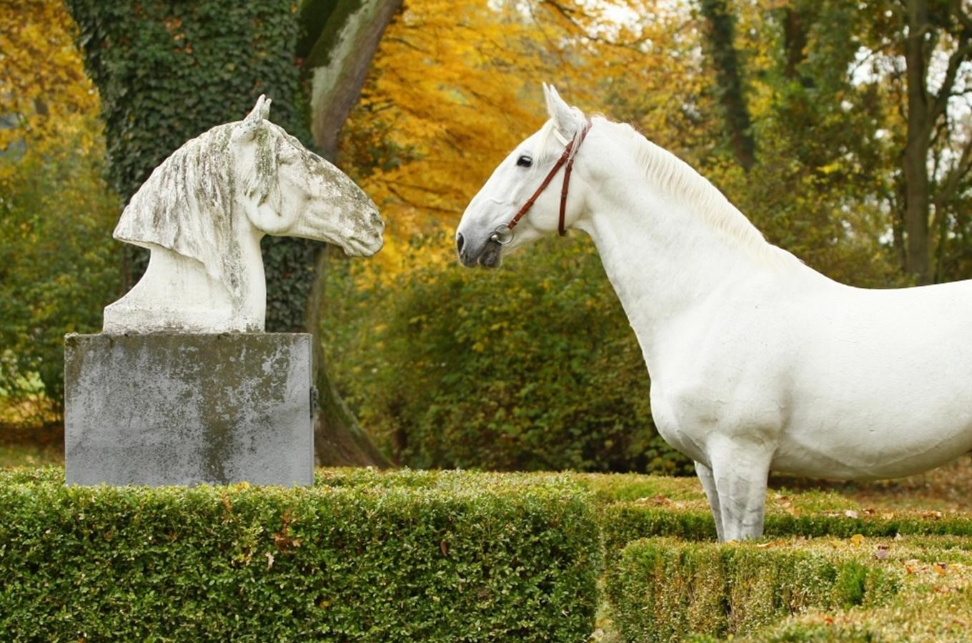 Kudy z nudy Národní hřebčín Kladruby nad Labem