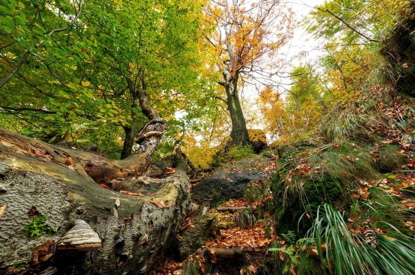 Jizerskohorské bučiny jsou nově zapsány na seznamu UNESCO