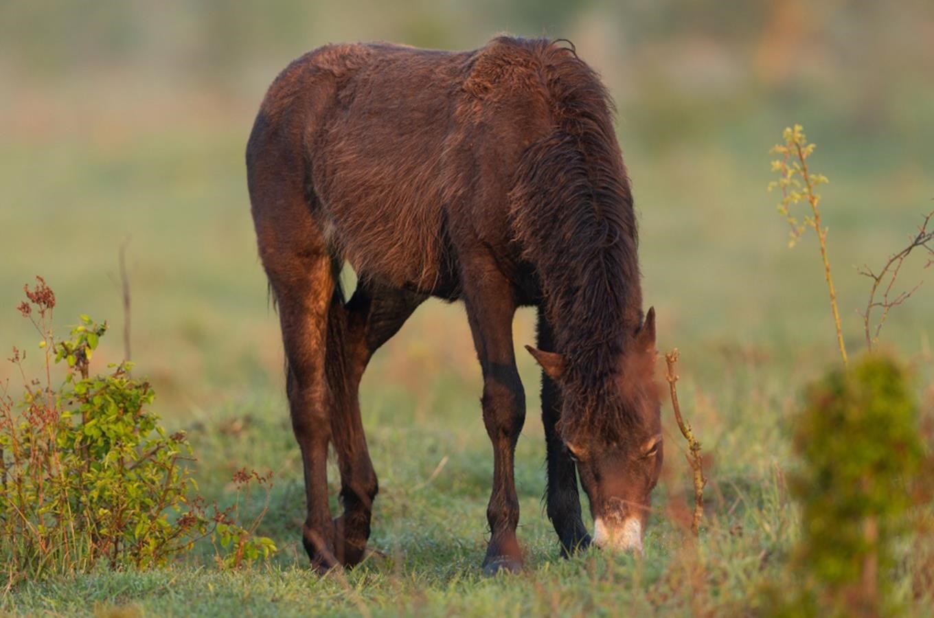 Vycházka v NP Podyjí – Za oponou pastviny Exmoorských koní u Havraníků