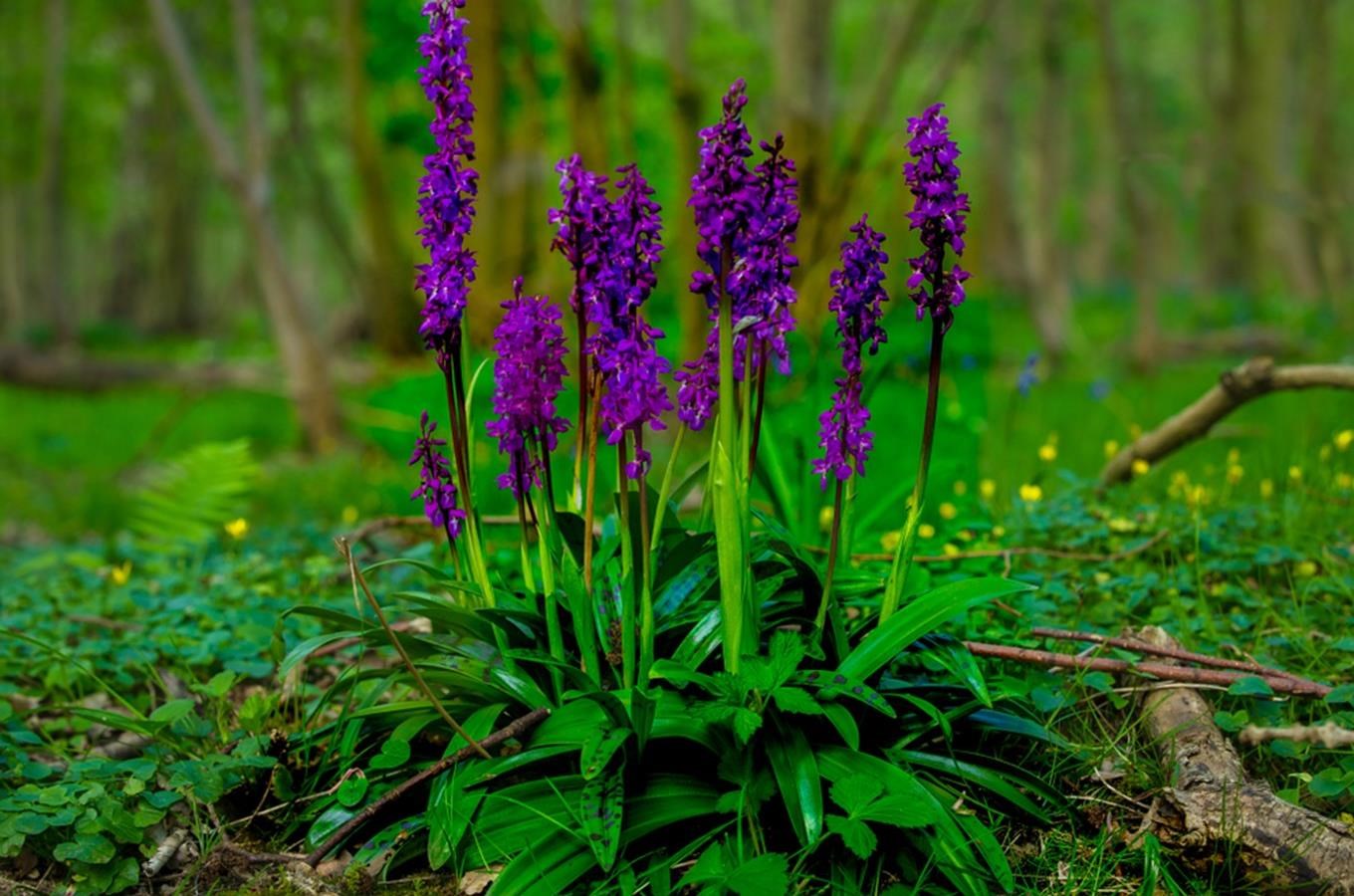 Tipy na místa, kde najdete orchideje v české přírodě 