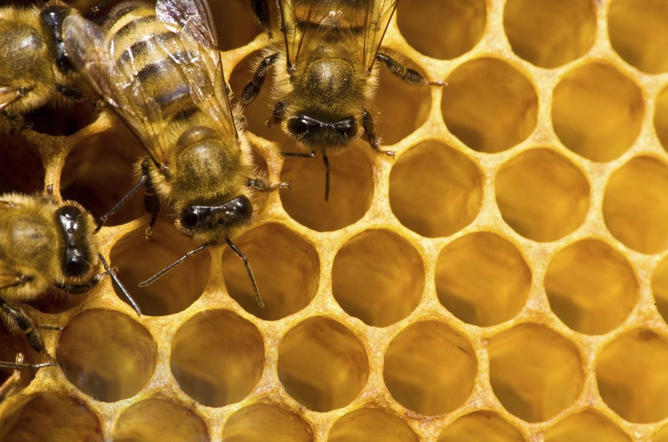 Včelí naučná stezka v Ostrožské Nové Vsi