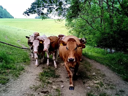 Eko farma Stehlík u Zlaté Olešnice
