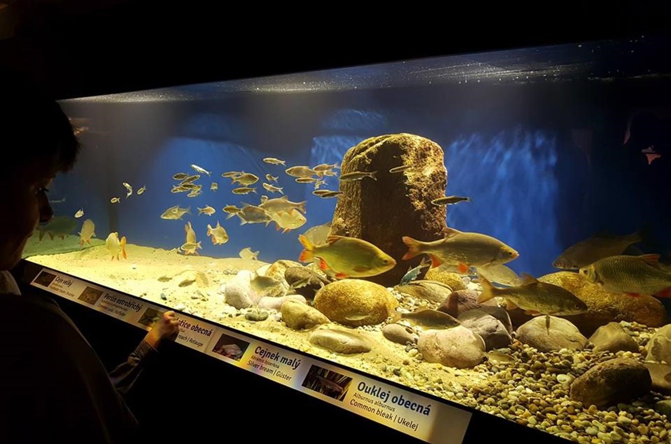 Akvárium Frymburk - expozice Svět pod hladinou ve Frymburku