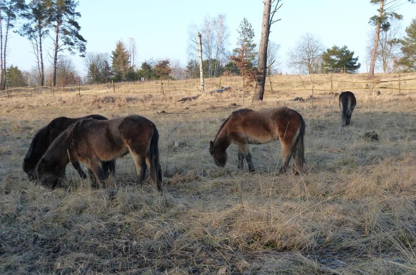 Rezervace divokých koní na přírodní památce Na Plachtě u Hradce Králové