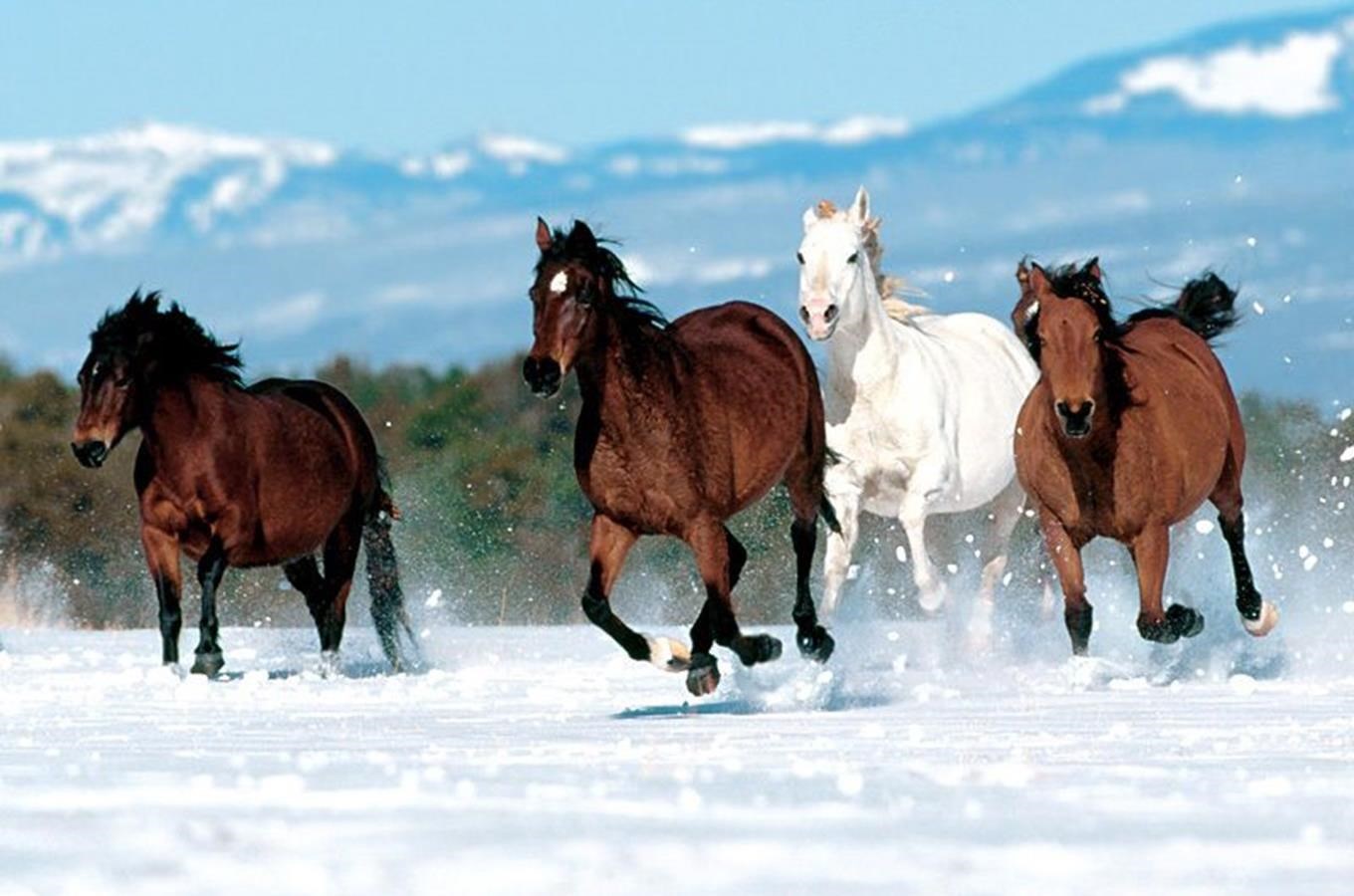 Jízda na koni a vyjížďky do přírody v okolí Králického Sněžníku