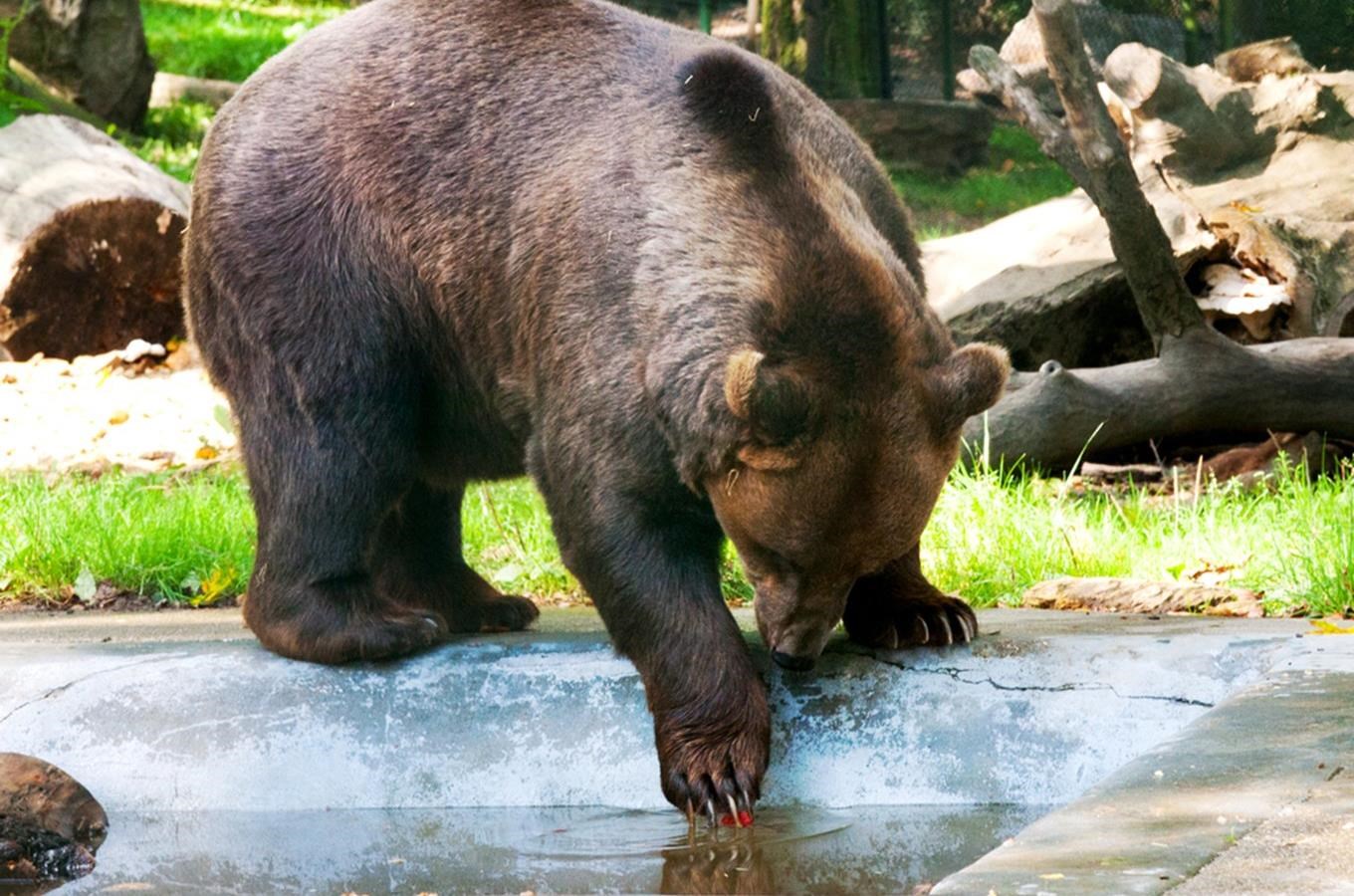 Městské medvědárium v Berouně – navštivte medvědy z večerníčku