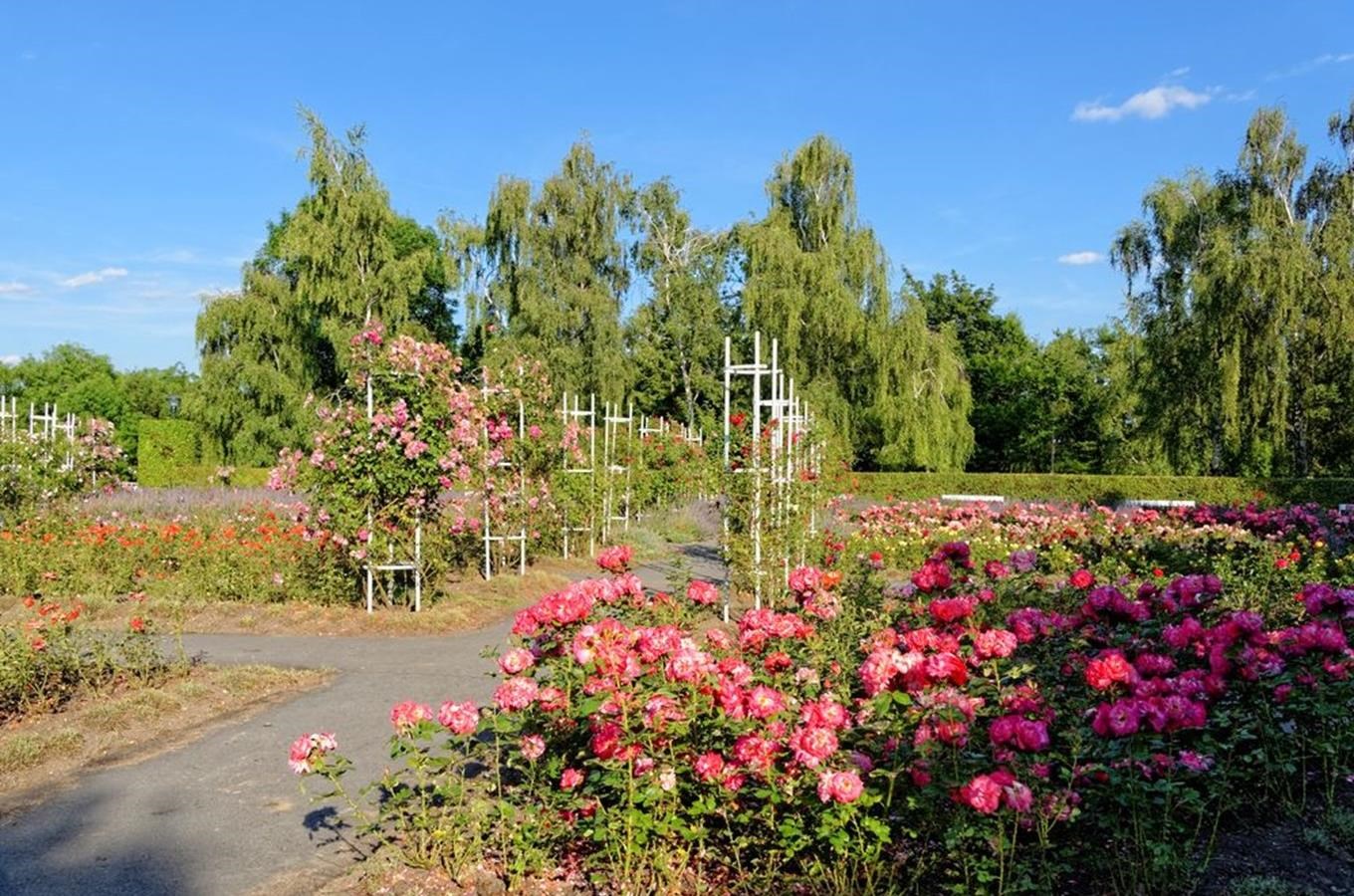 Rosarium – Růžový sad na Petříně