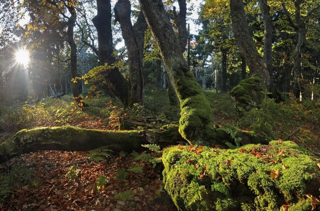 Národní přírodní rezervace Žofínský prales