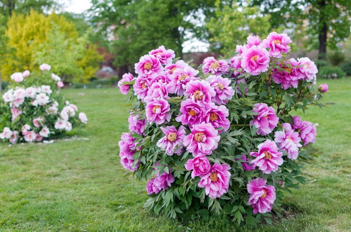 Botanická zahrada hlavního města Prahy v Troji