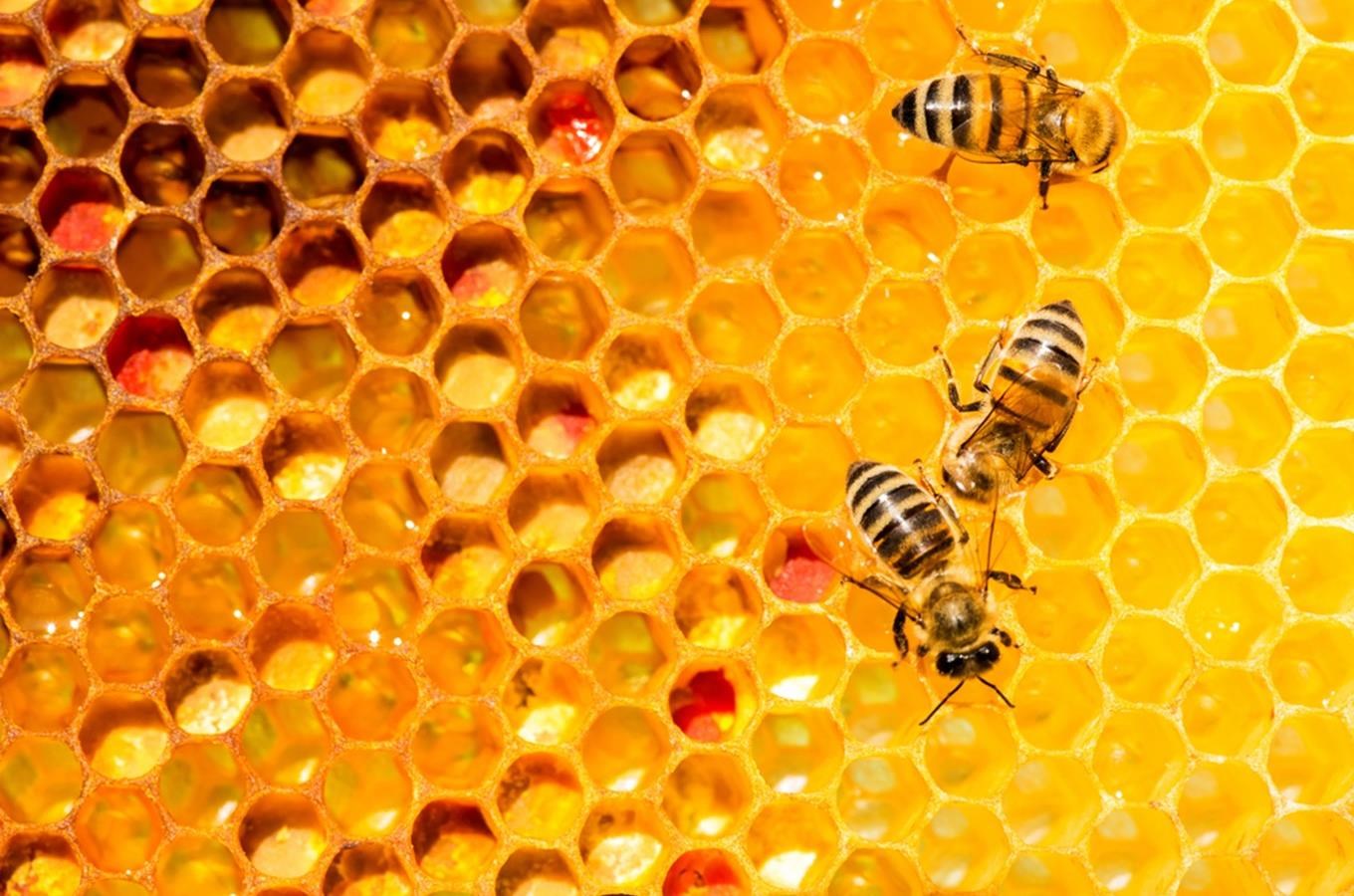 Rodinné Včelařství Špaček