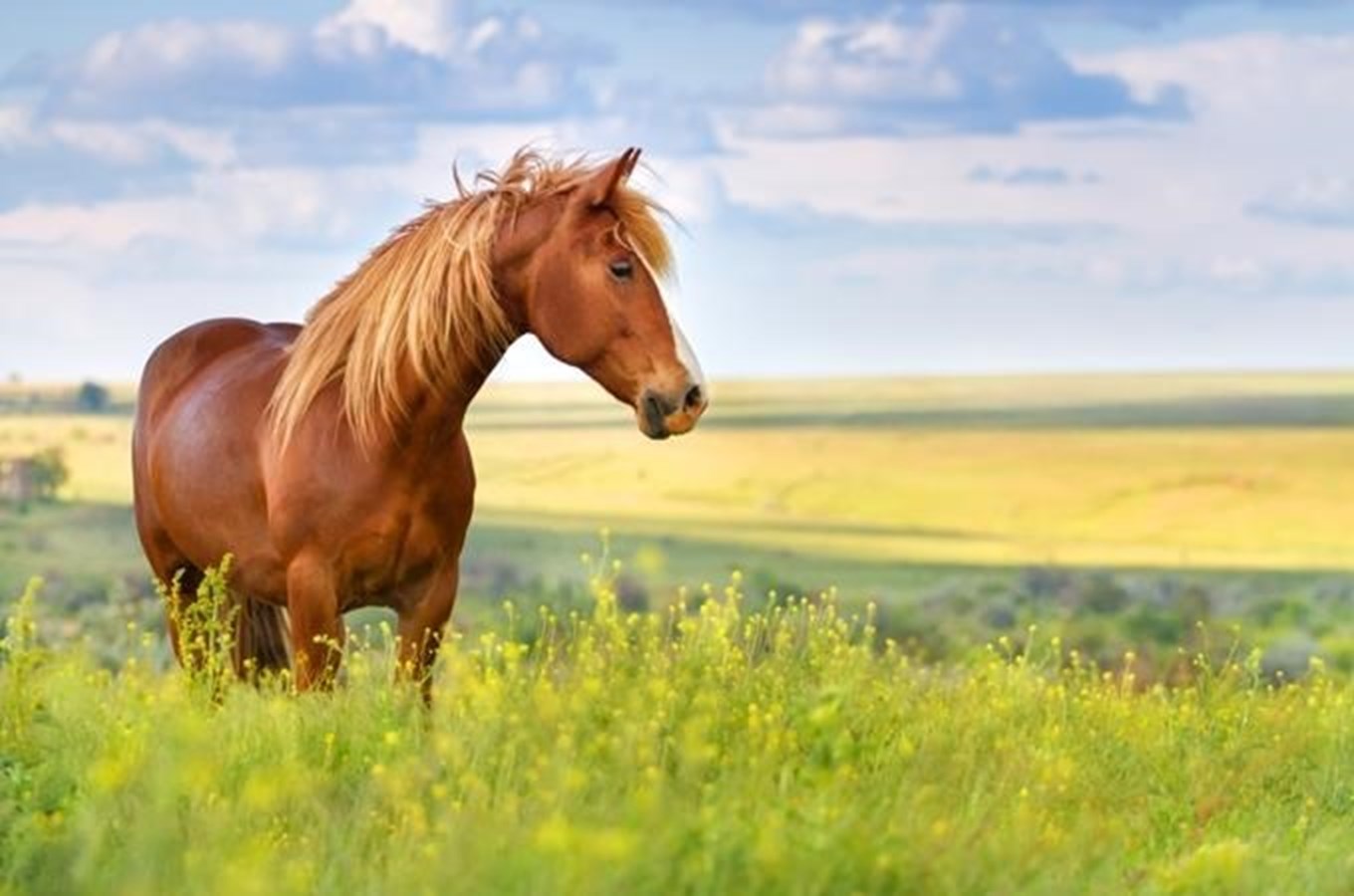 10 tipů, kam za chovem koní